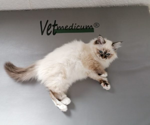 The Vetmedicum® frequency-field therapy treatment for cats