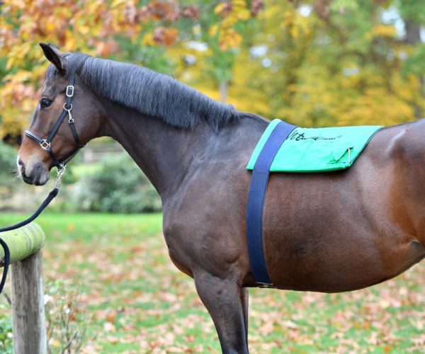 The Vetmedicum® Frequency Field Therapy treatment for horses